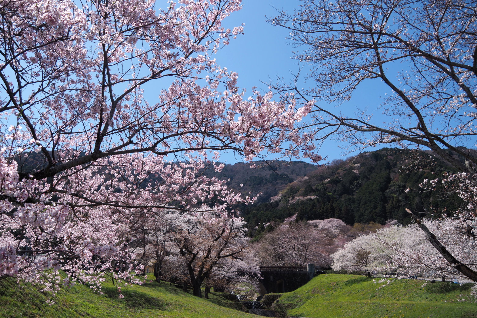 霞間ヶ渓の桜