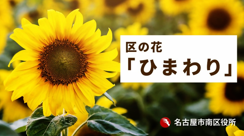 ひまわり