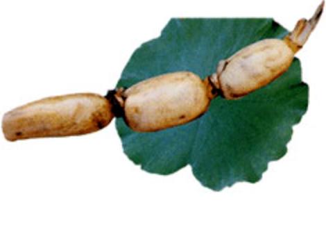 愛西市の野菜（レンコンなど）