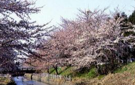 阿賀野市の桜