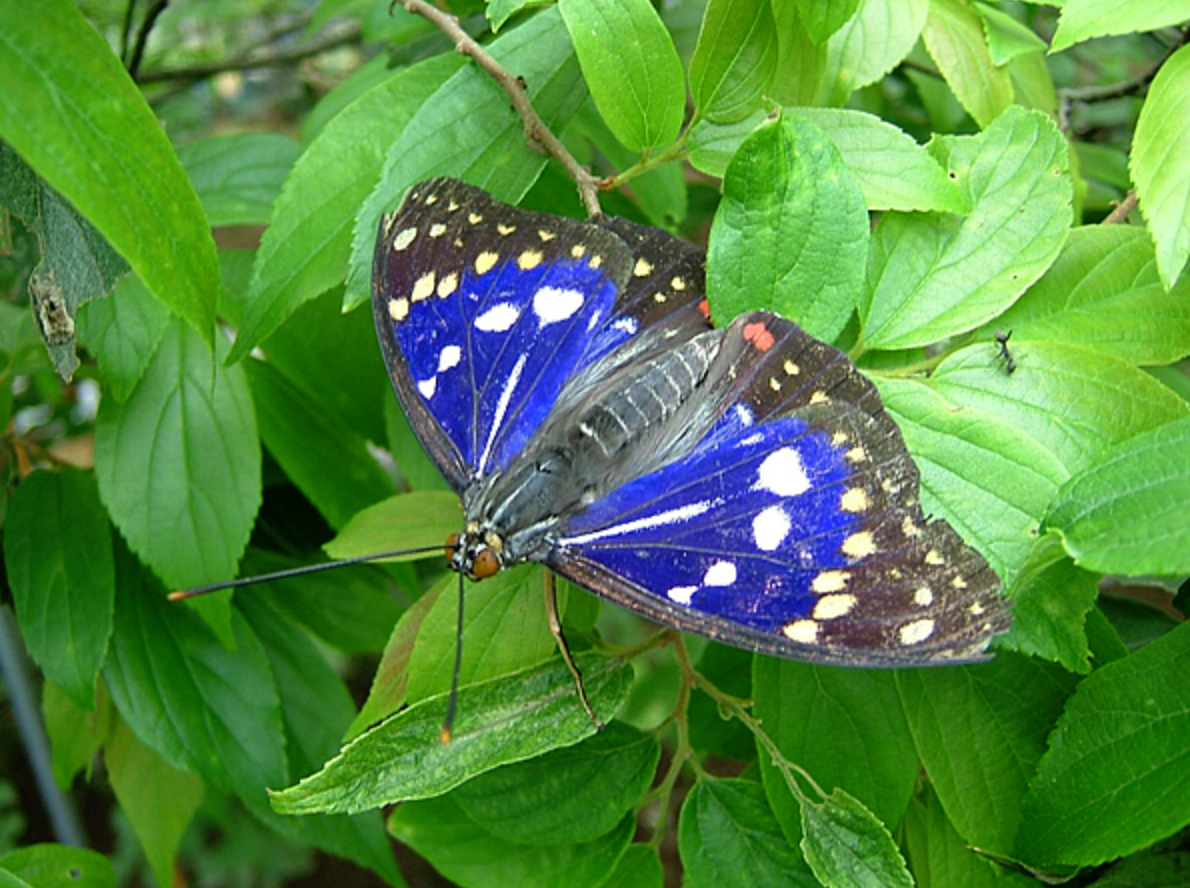 きゃらポチッ シモンちゃん