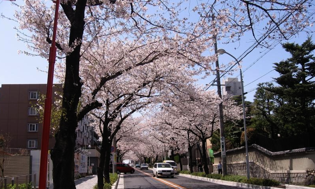 山崎川の桜