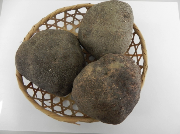 きゃらポチッ　しこちゅ〜