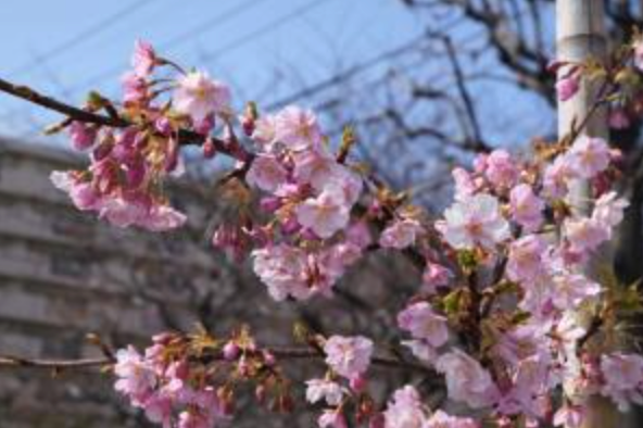 きゃらポチッ　はねぴょん