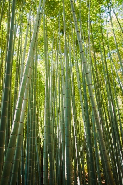 きゃらポチッ　にしきょう・たけにょん