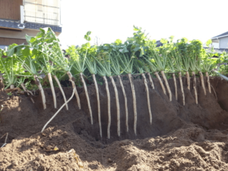 きゃらポチッ　もり吉