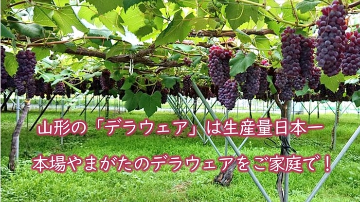 食べやすいデラウェア