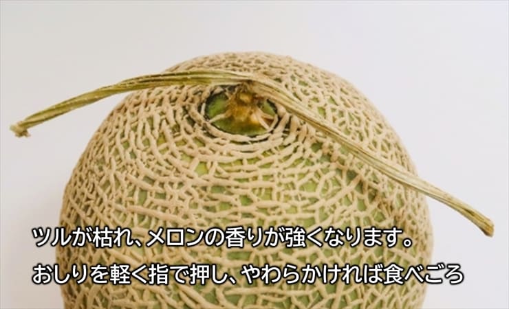 アンデスメロンの食べ頃