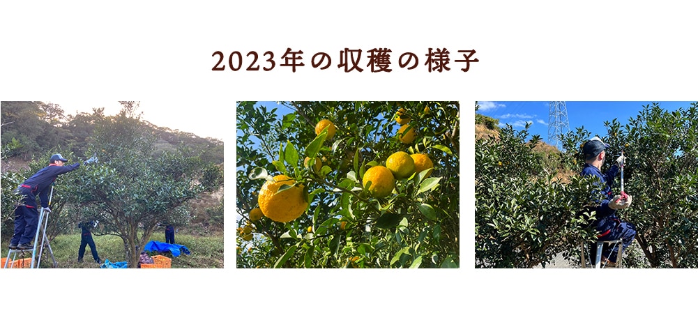 2023年の収穫の様子 