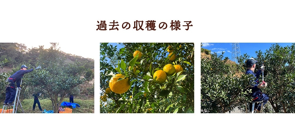 過去の収穫の様子 