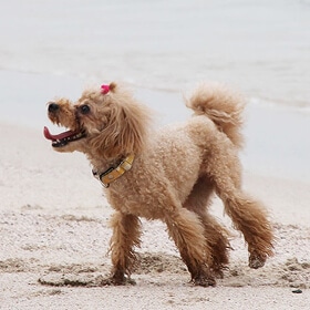 お客様の声2：トイプードル18才