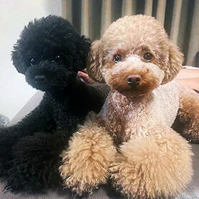 お客様の声3：トイプードル3才・2才