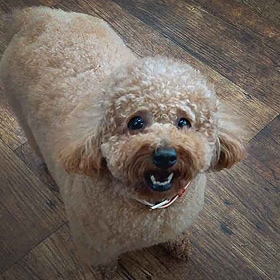 お客様の声4：トイプードル2才