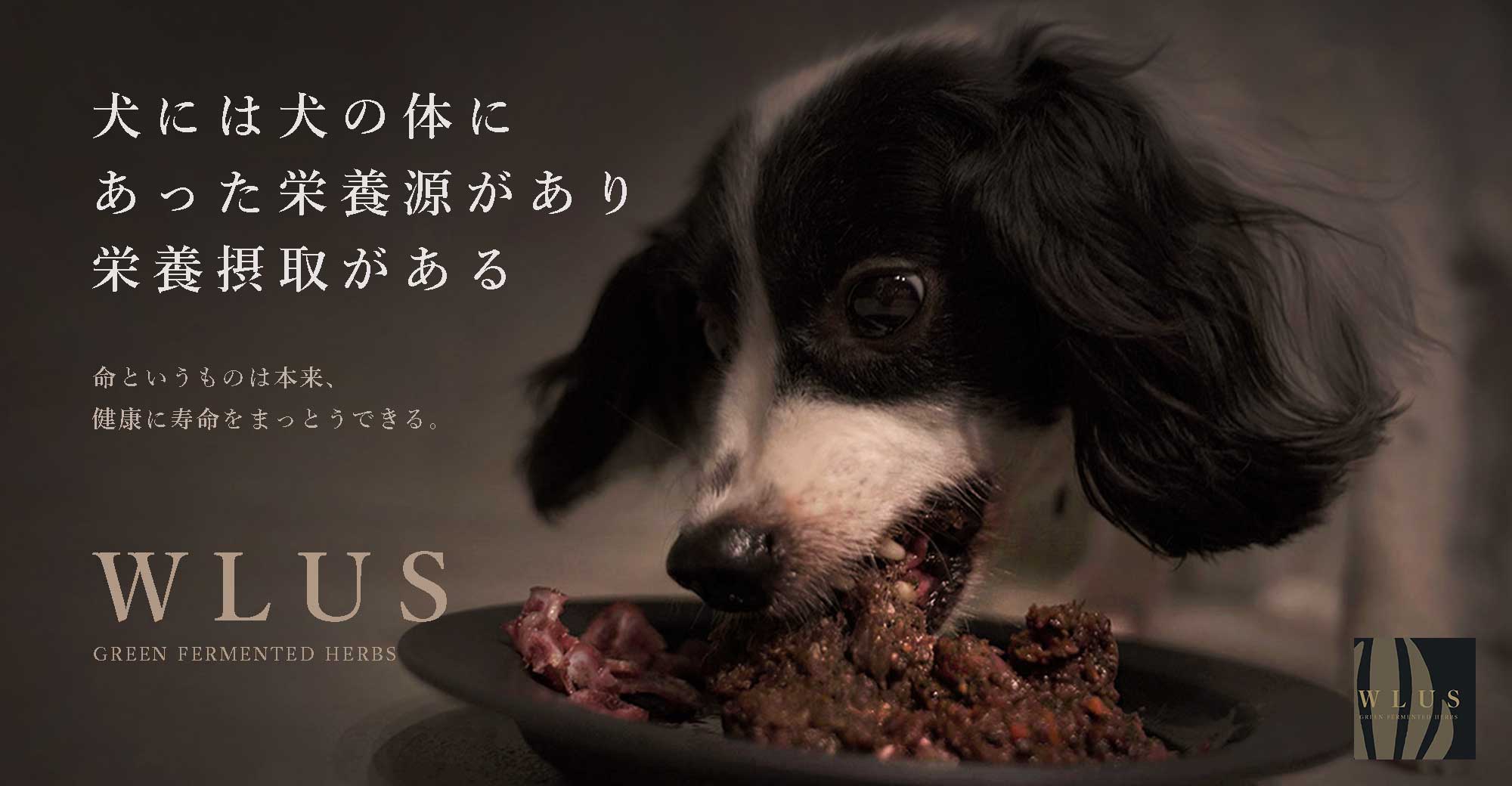 ウルス「犬の食事」