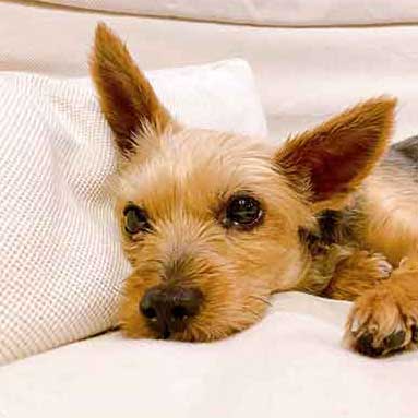 お客様の声1：ヨークシャーテリア 保護犬マリさん