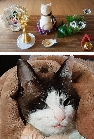 愛猫と位牌の写真