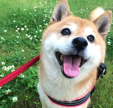 愛犬と位牌の写真