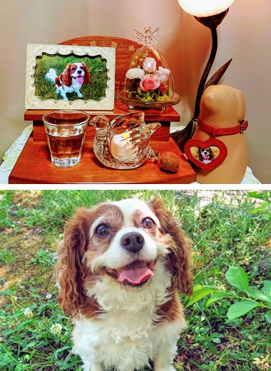 愛犬と位牌の写真