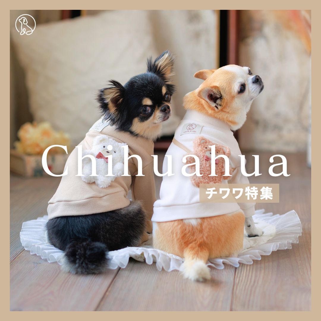 チワワ特集