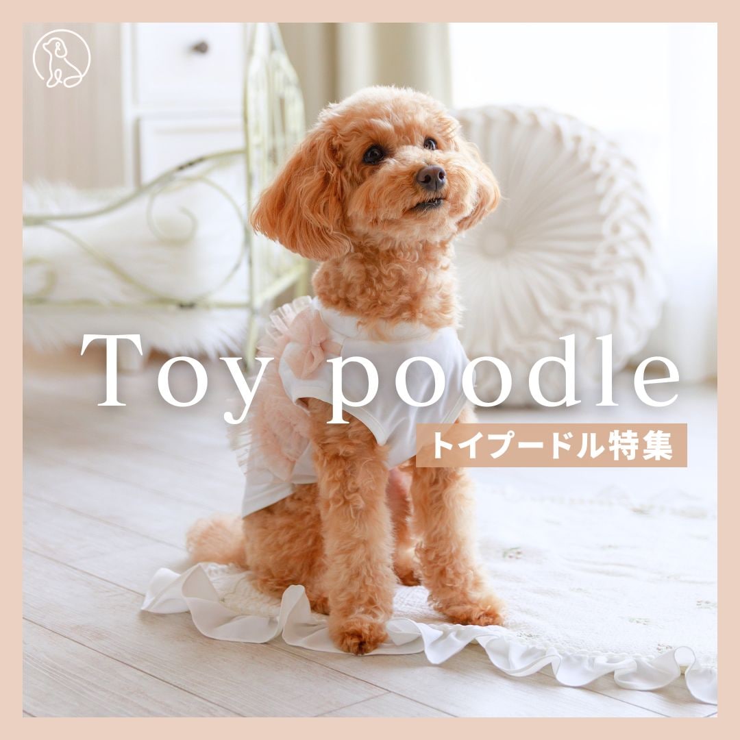 トイプードル特集