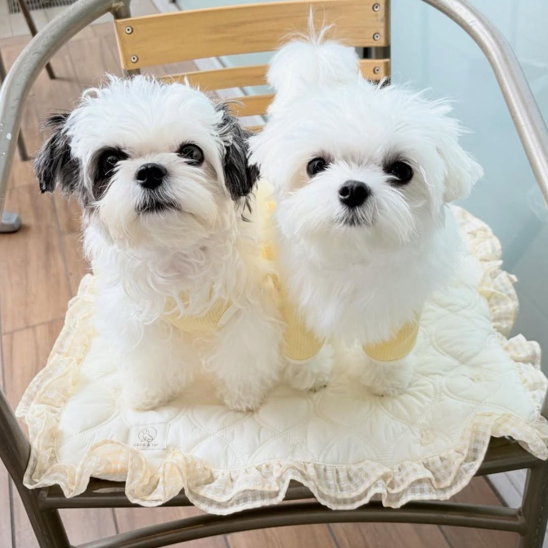 犬用カフェマット｜小型犬のお出かけに便利なペットマット【ココアトワ】