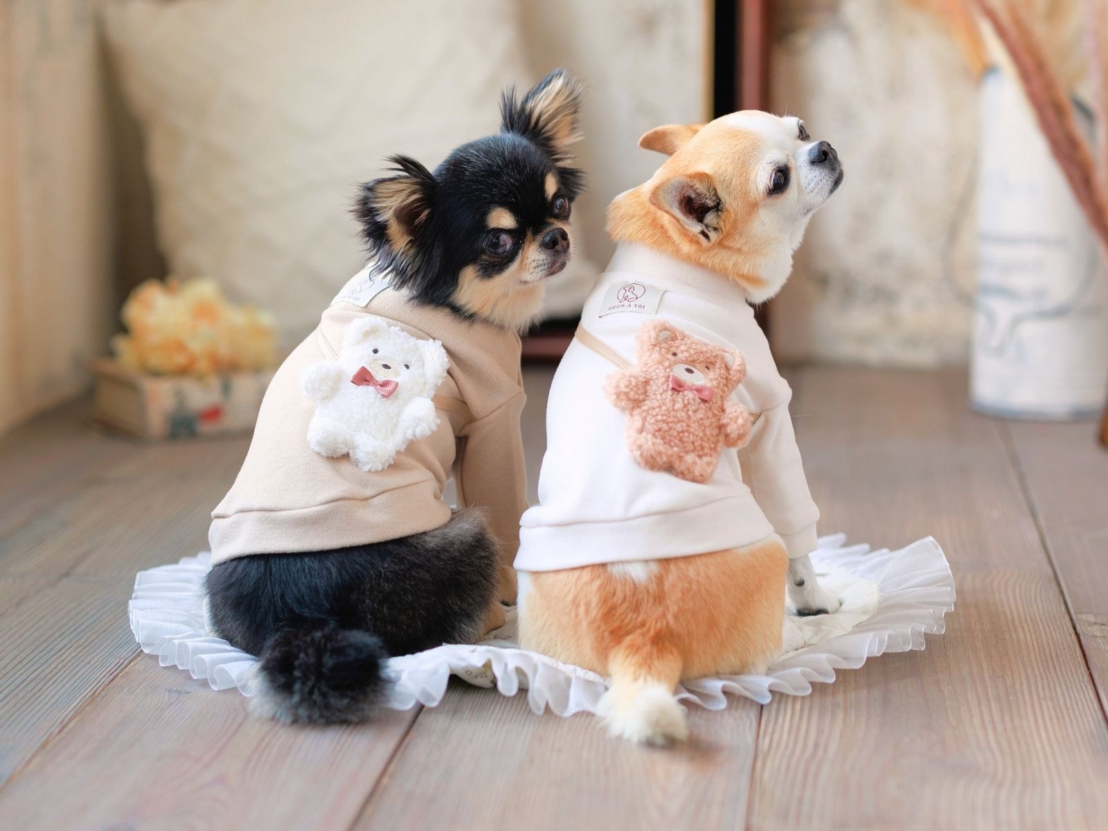 チワワにおすすめの犬服｜小型犬のおしゃれウェア【ココアトワ】