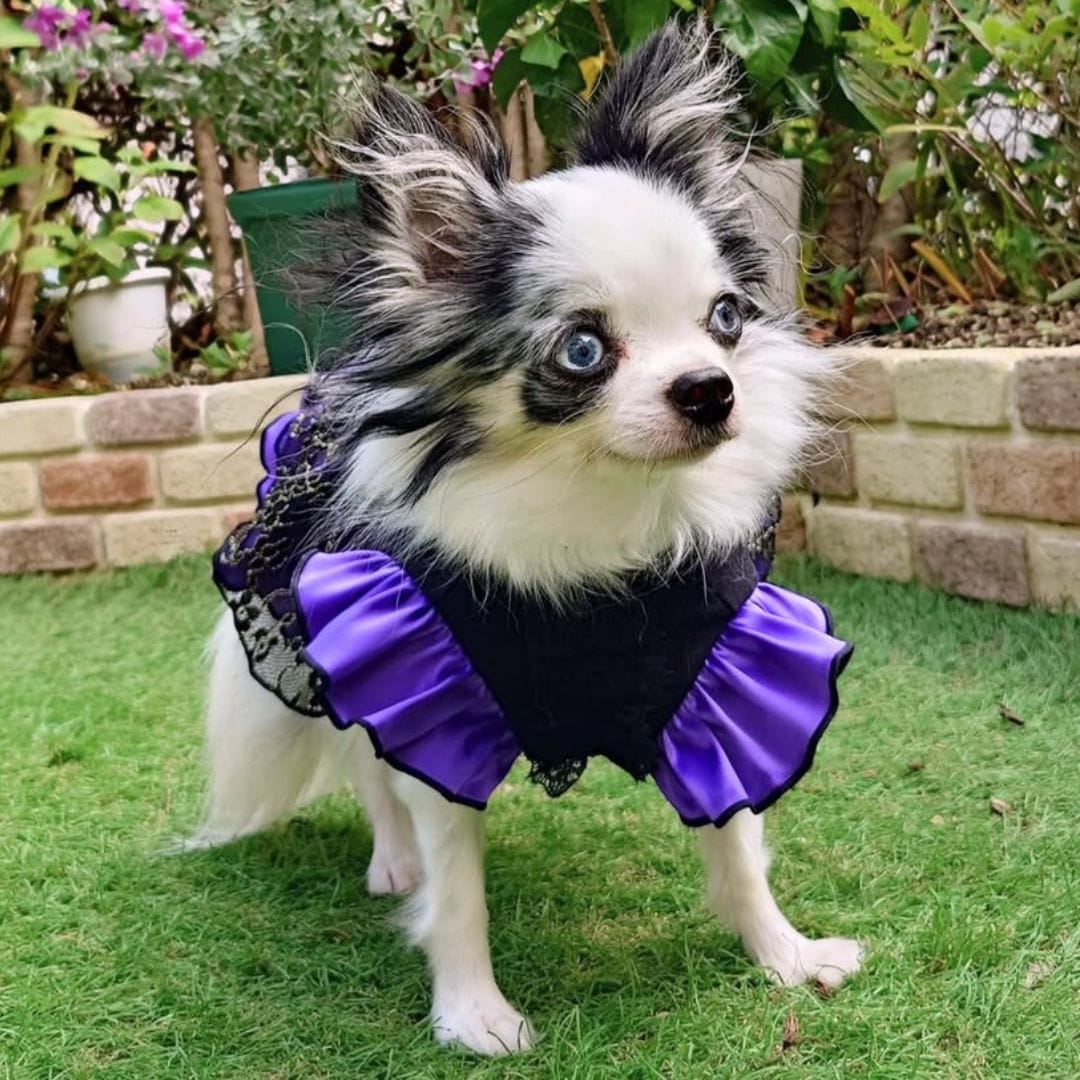 チワワ 犬服 ココアトワ おしゃれコーデ