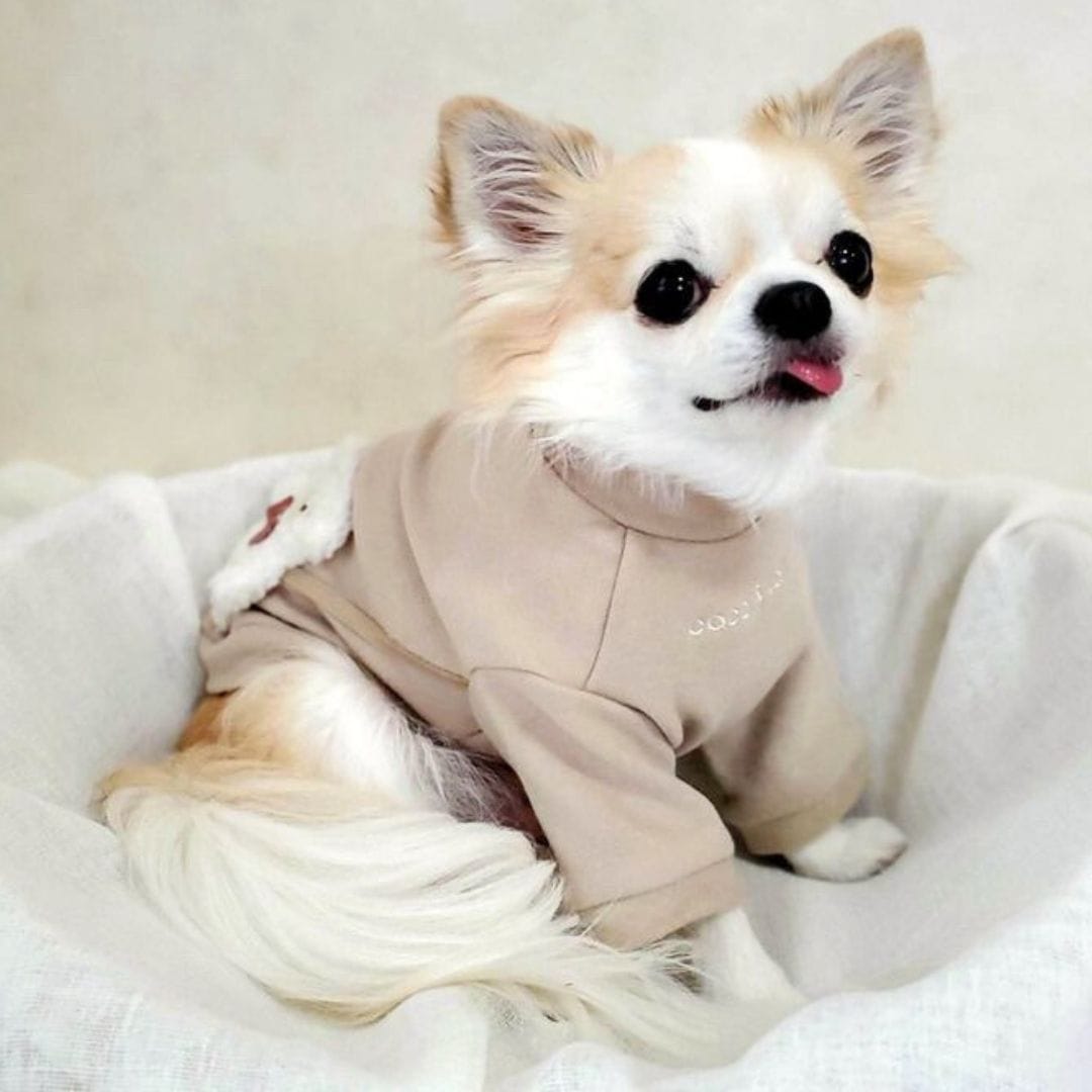 チワワ 犬服 ココアトワ 冬服コーデ