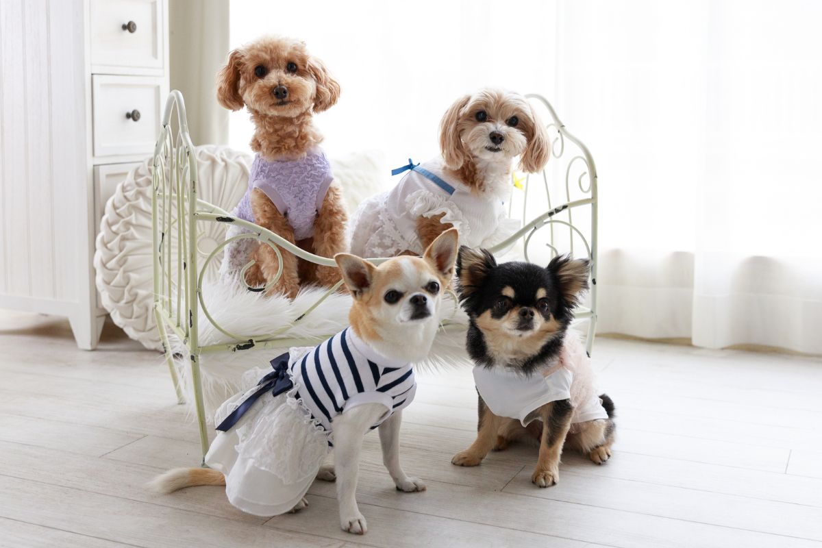 ココアトワ コラム一覧