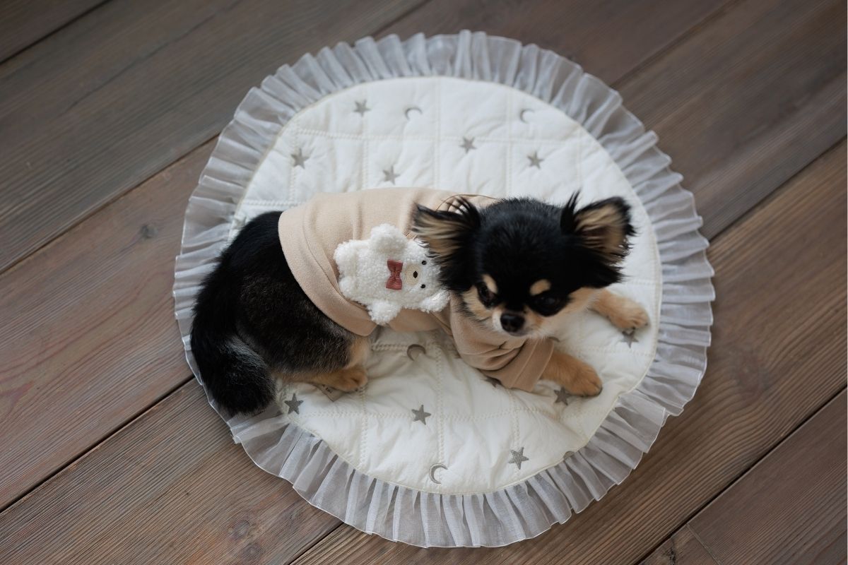 秋服くまポシェットのカットソーを着るチワワ