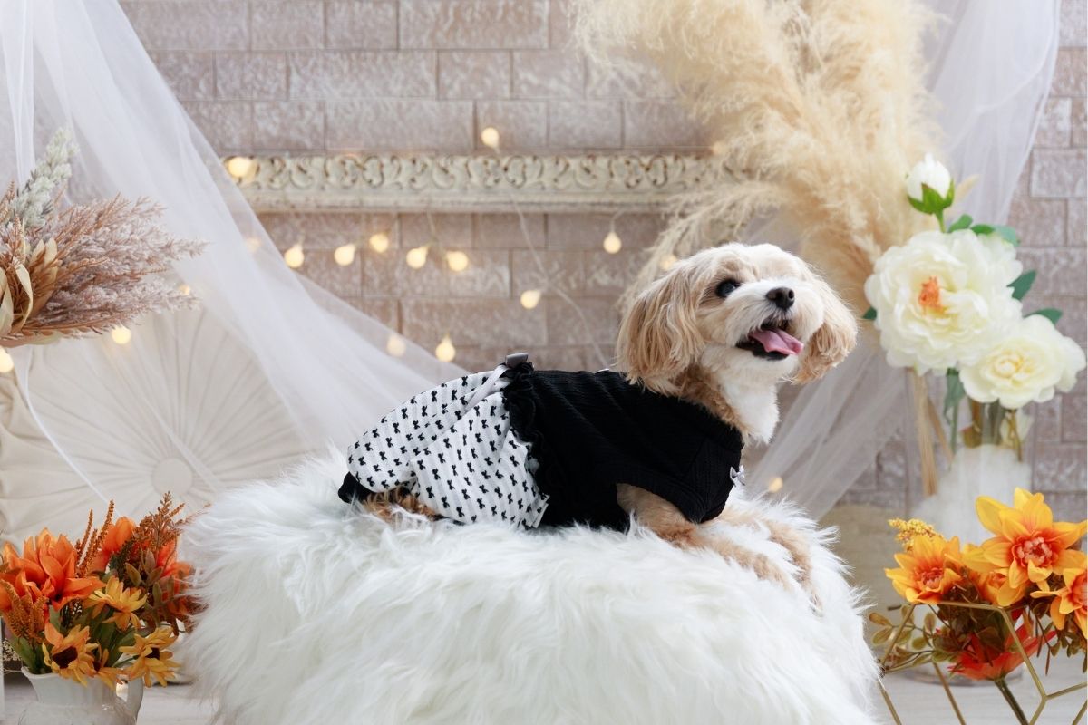 秋冬黒バルーンワンピを着るマルチーズプードル