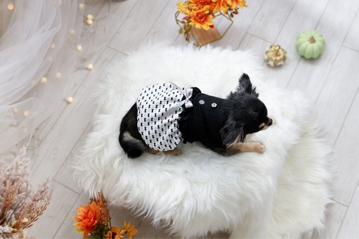 秋冬黒バルーンワンピ黒いワンピースを着たチワワ