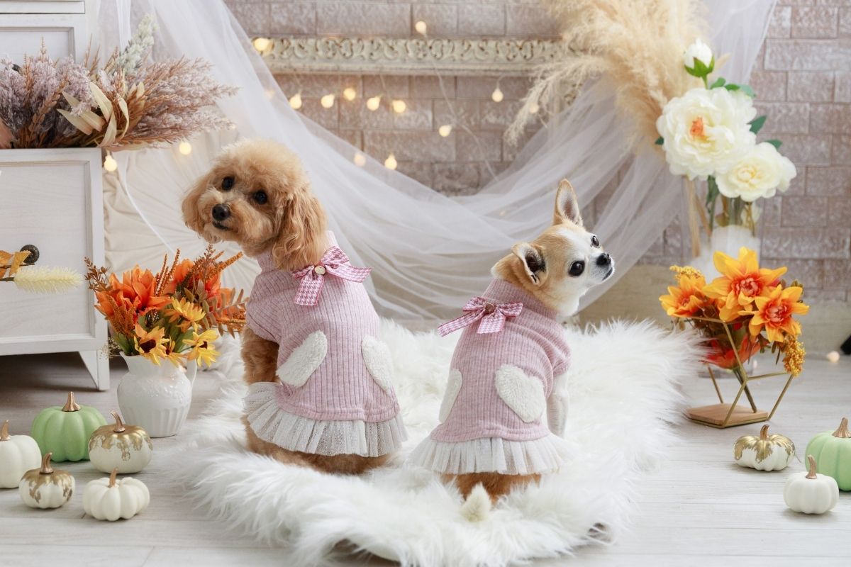 秋冬ピンクのハートモチーフカットソーを着た小型犬