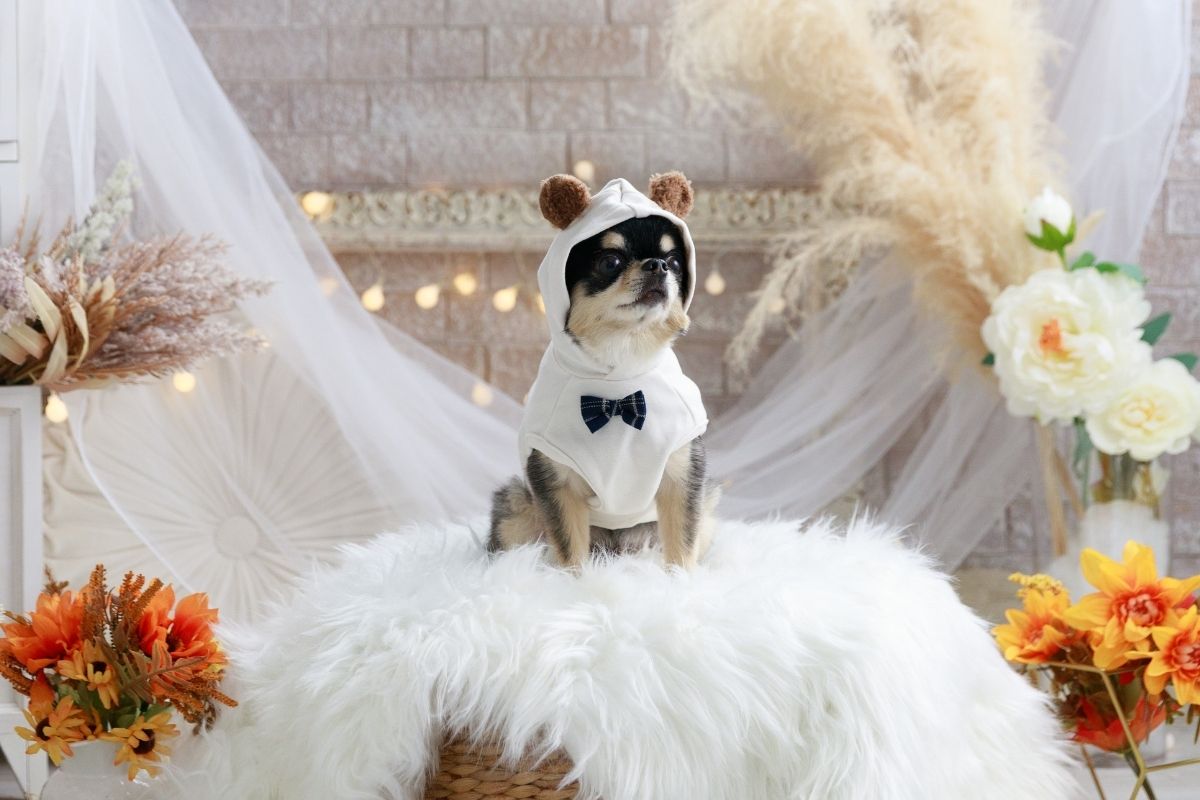 くまみみフード付きスウェットワンピースを着たチワワ