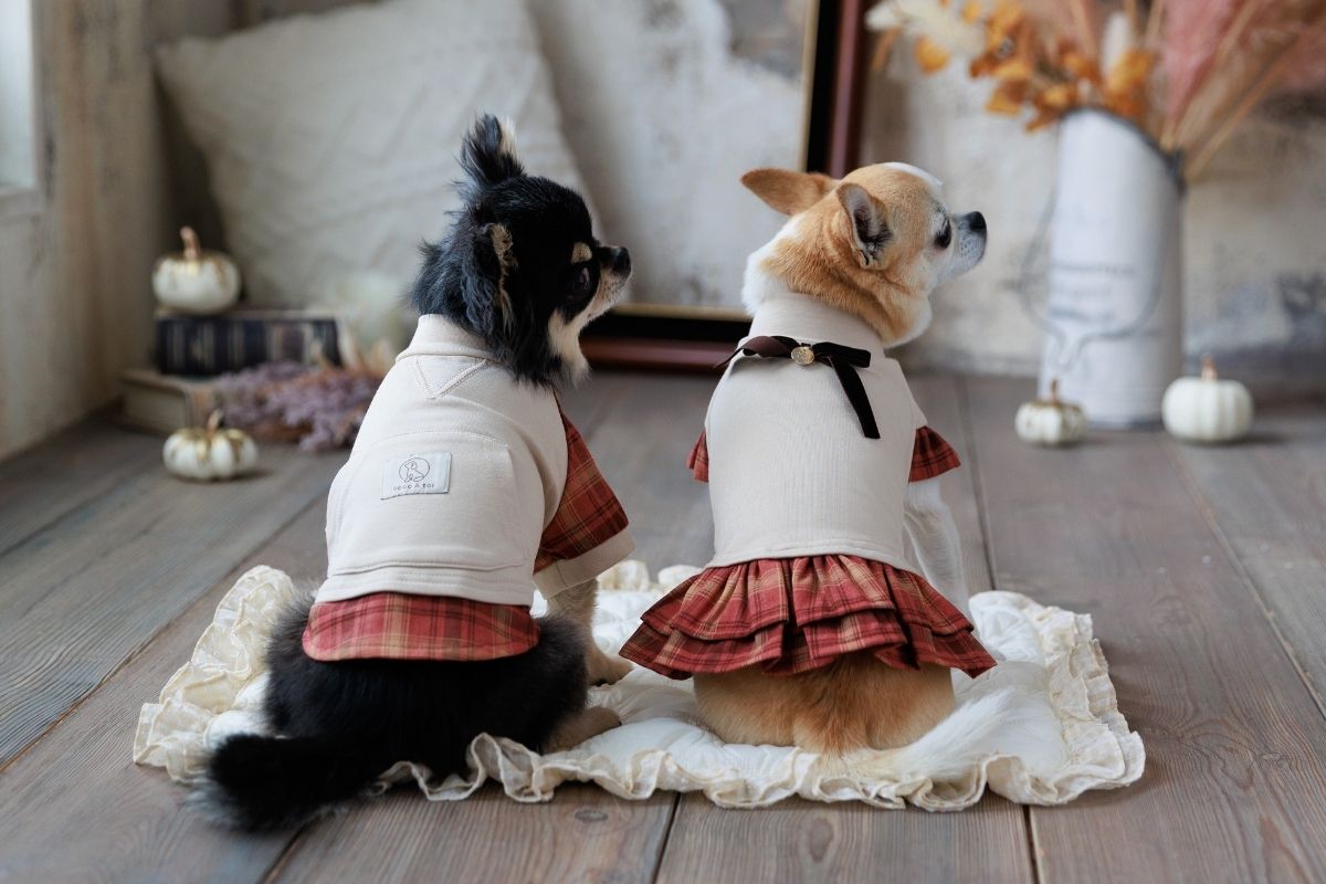 秋色チェックお揃い服を着た小型犬