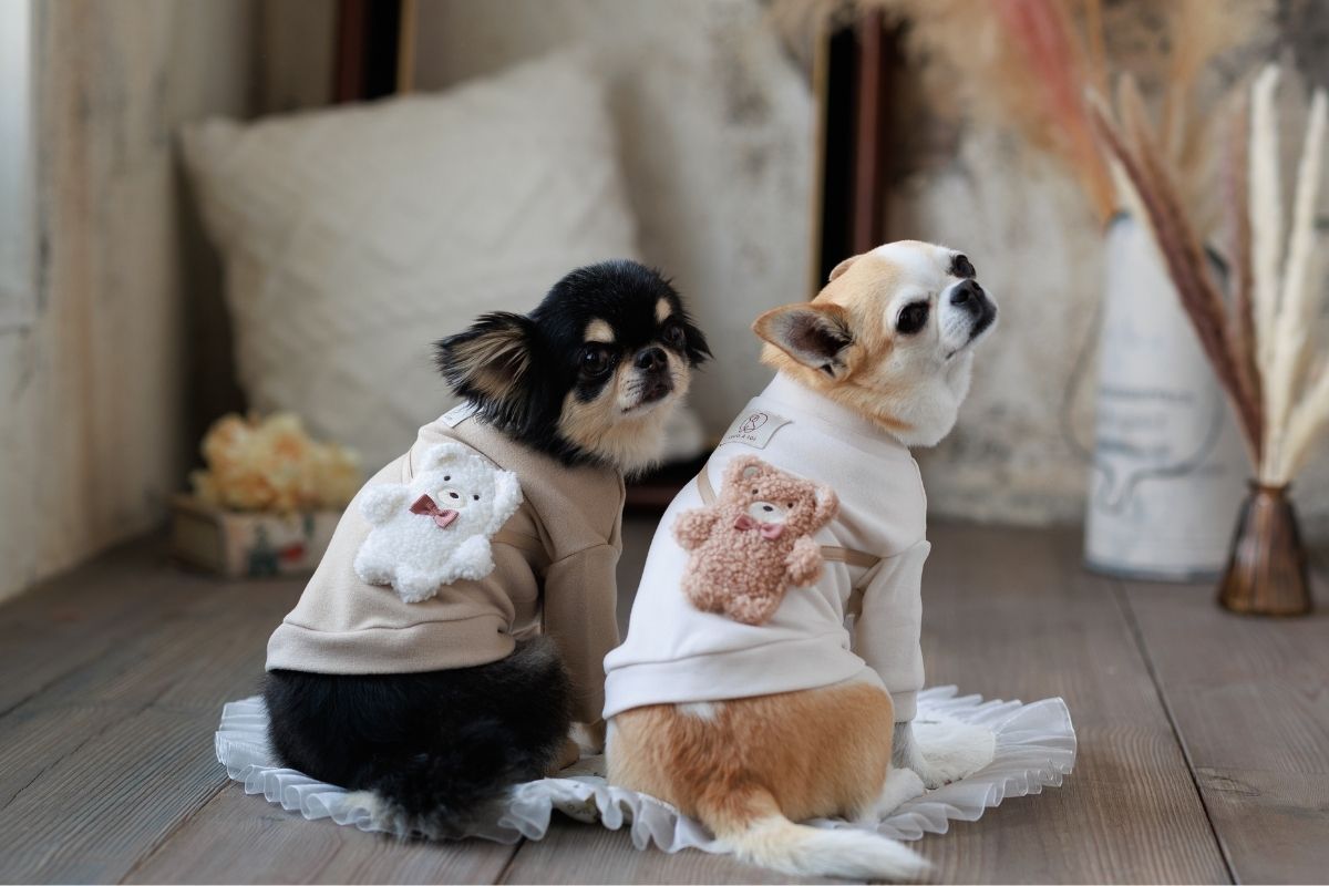 秋くまモチーフスウェットカットソーを着た小型犬