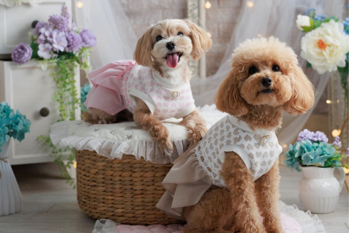 秋のハートティアードワンピースを着る小型犬