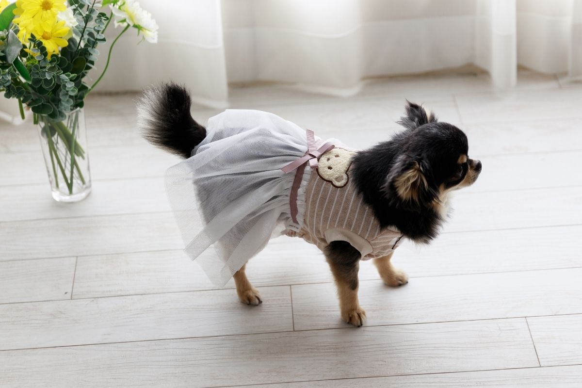 夏用のチュールワンピースを着るチワワ