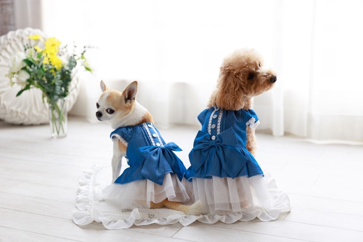 春のデニムワンピースを着る小型犬