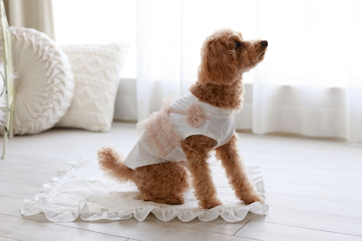 夏の接触冷感フリルトップスを着たトイプードル