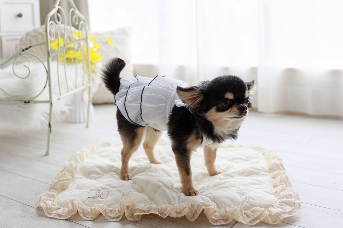 夏の接触冷感チェックフリルワンピースを着たチワワ