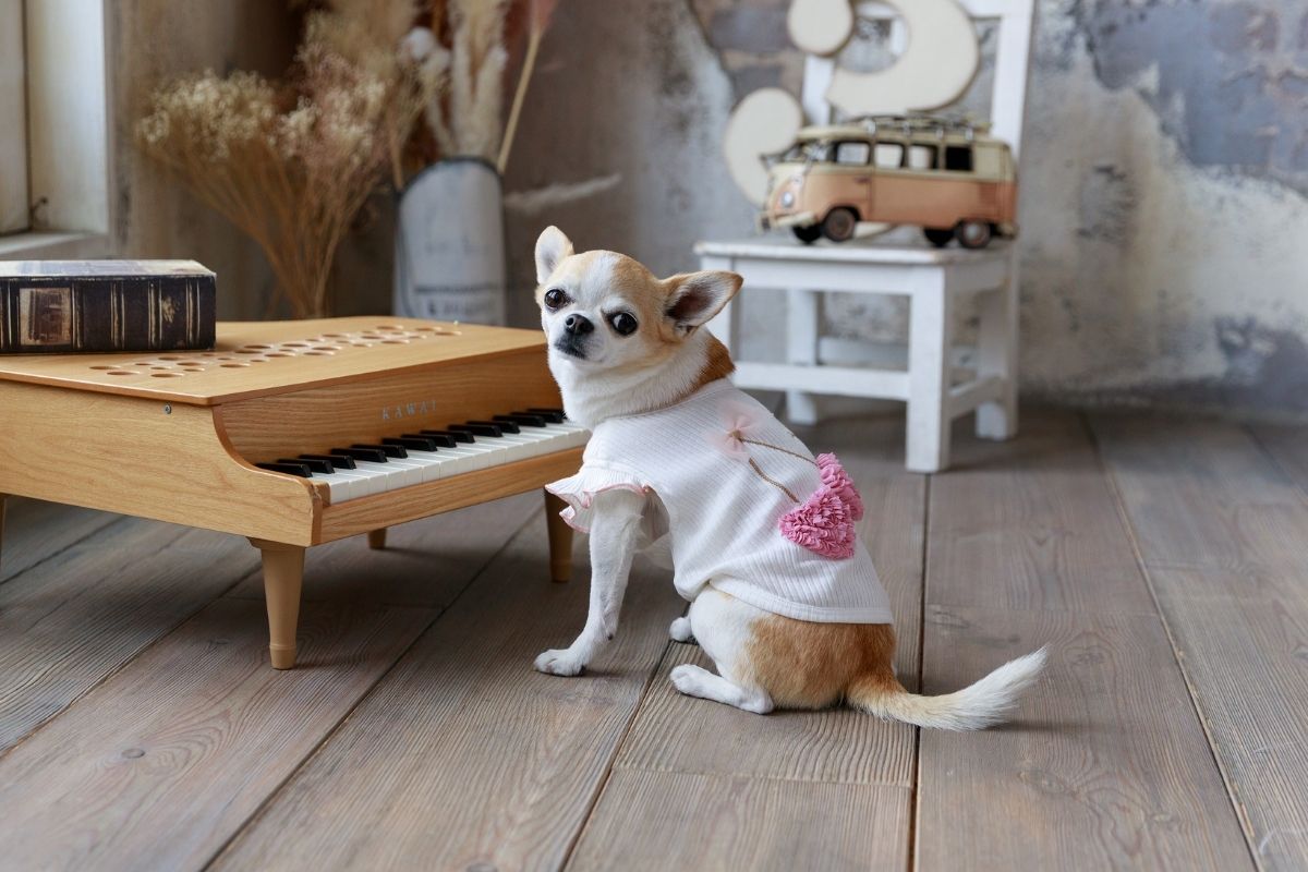 春夏さくらんぼカットソーを着たチワワ