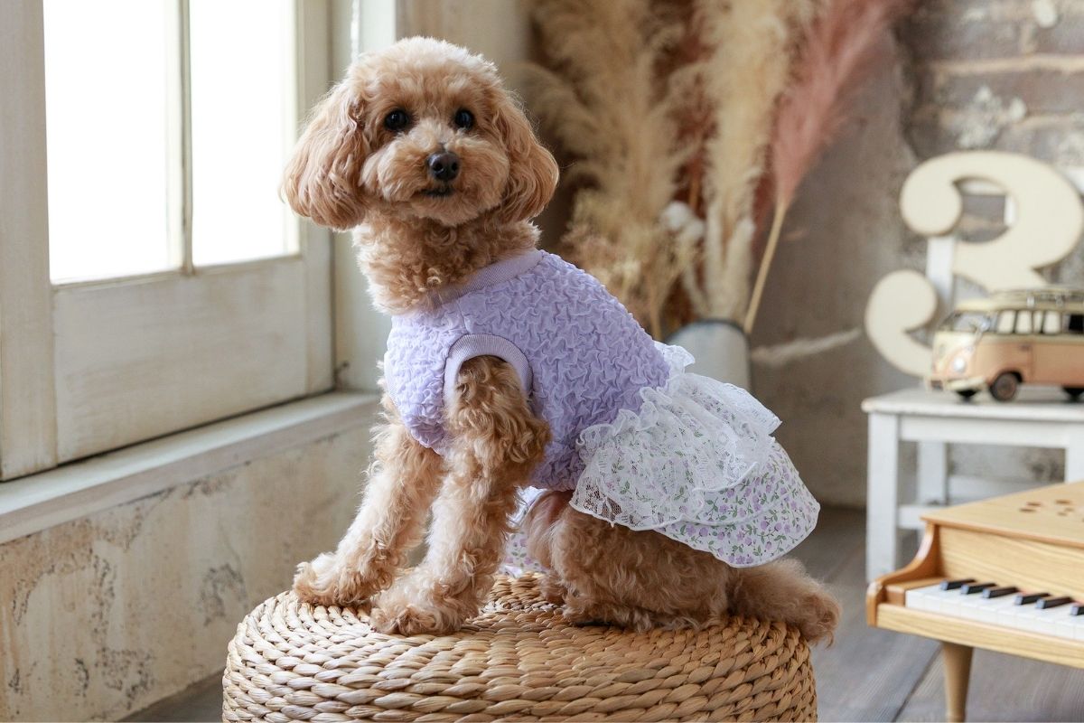 春のジャガードフラワーワンピースを着るトイプードル