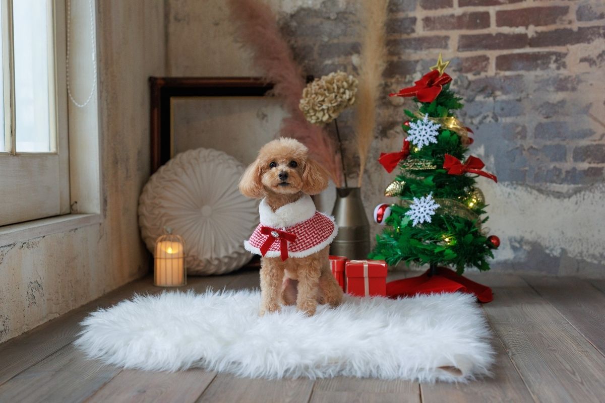 クリスマスのつけ襟を着たトイプードル