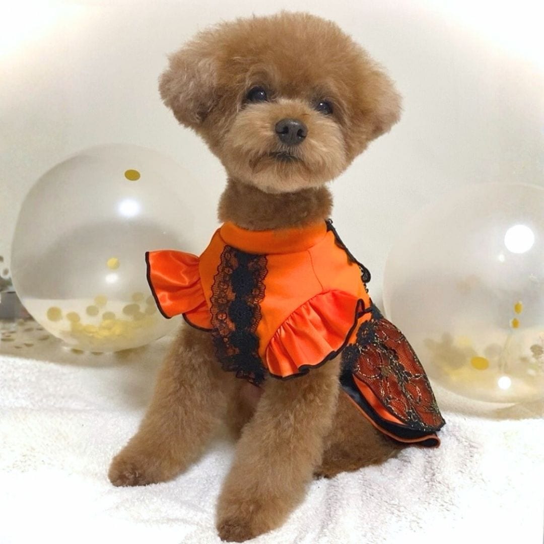 トイプードル 犬服 ココアトワ 着用例