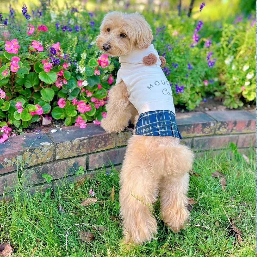 トイプードル 犬服 ココアトワ おしゃれコーデ