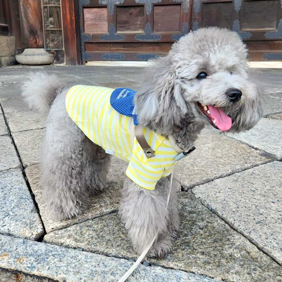 トイプードル 犬服 ココアトワ UGC 投稿写真