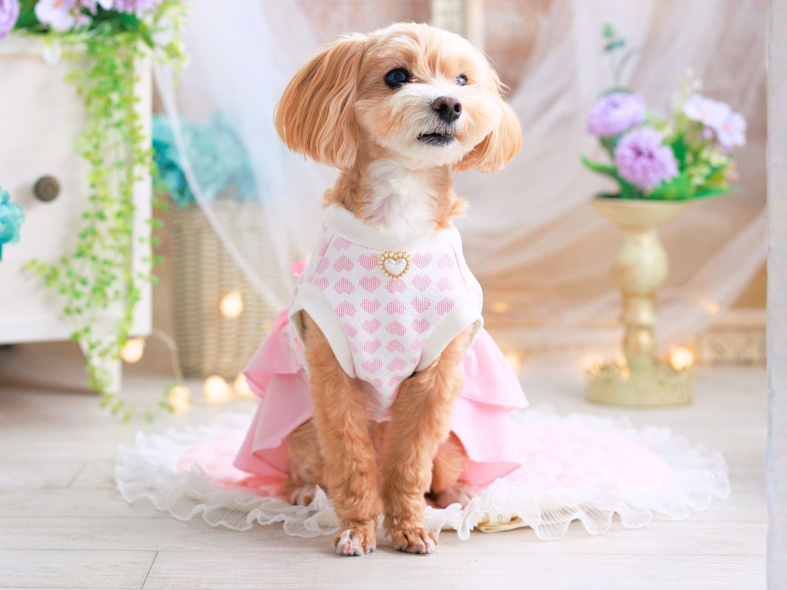 バレンタイン 犬服｜リボンティアードワンピース（小型犬）正面デザイン