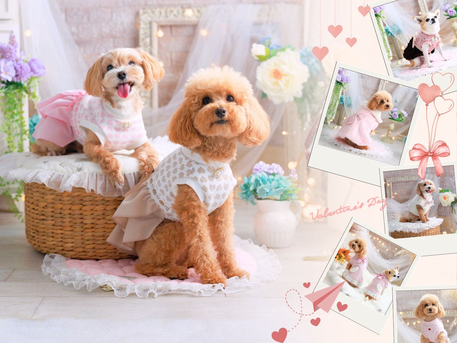 バレンタインの犬服・ドッグウェア特集｜ハートモチーフとピンクの小型犬服