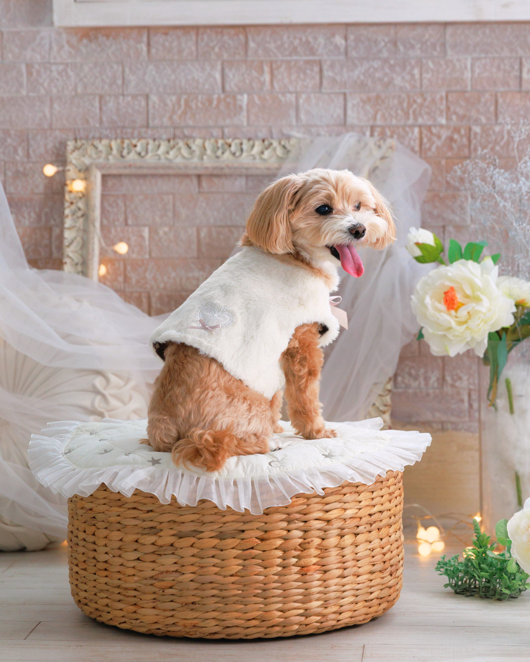 バレンタインの犬服｜ハートレースが映えるフェイクファーベスト（全身）